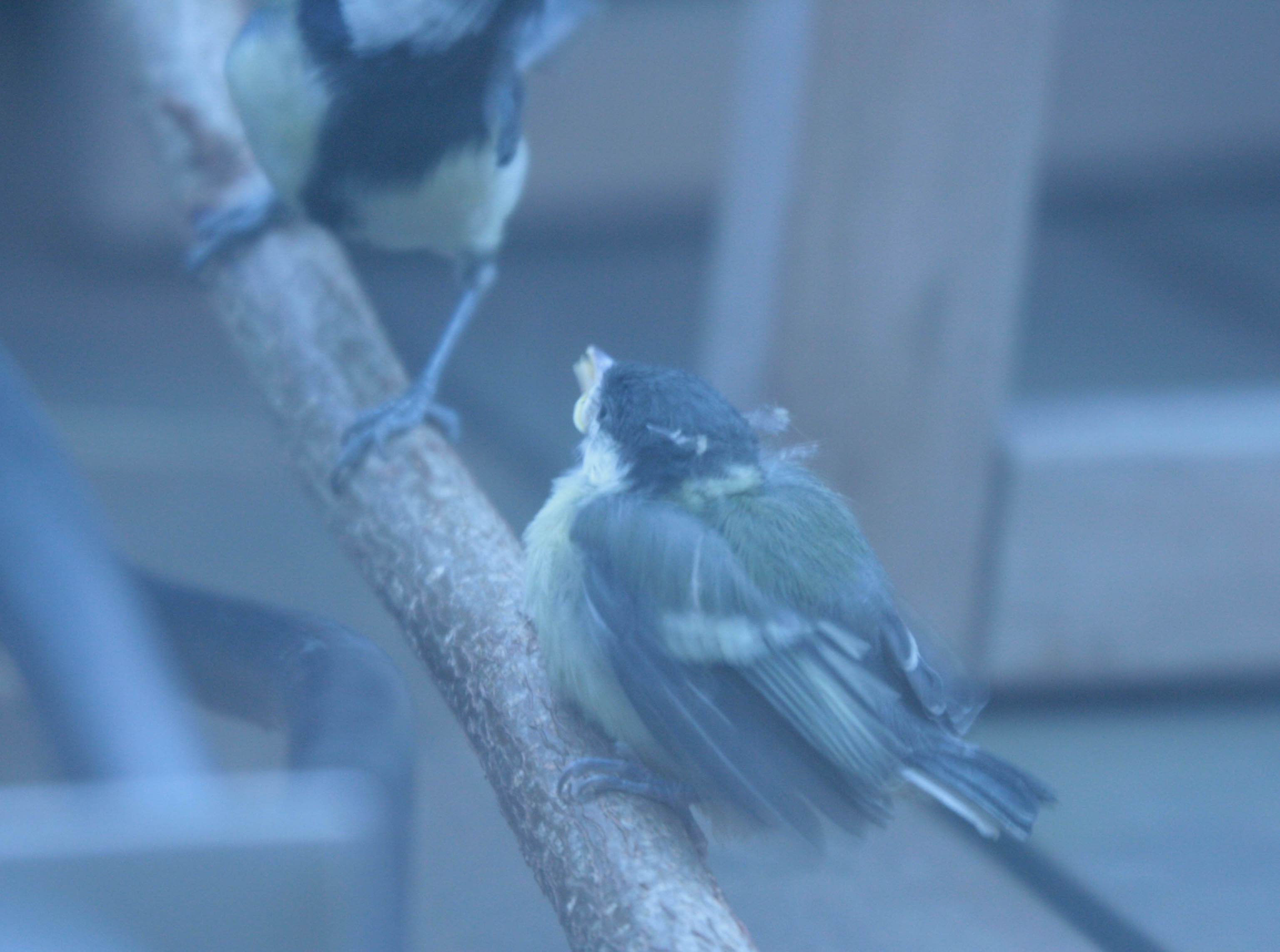 coal tit- chick-feeding time- photo by justin bere.jpg